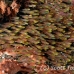 sweeper_glassy_cb_np_h_0052_bal3296.jpg